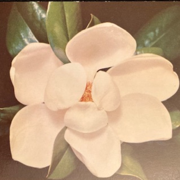 Happy Poshing! - Picture 16 of 16